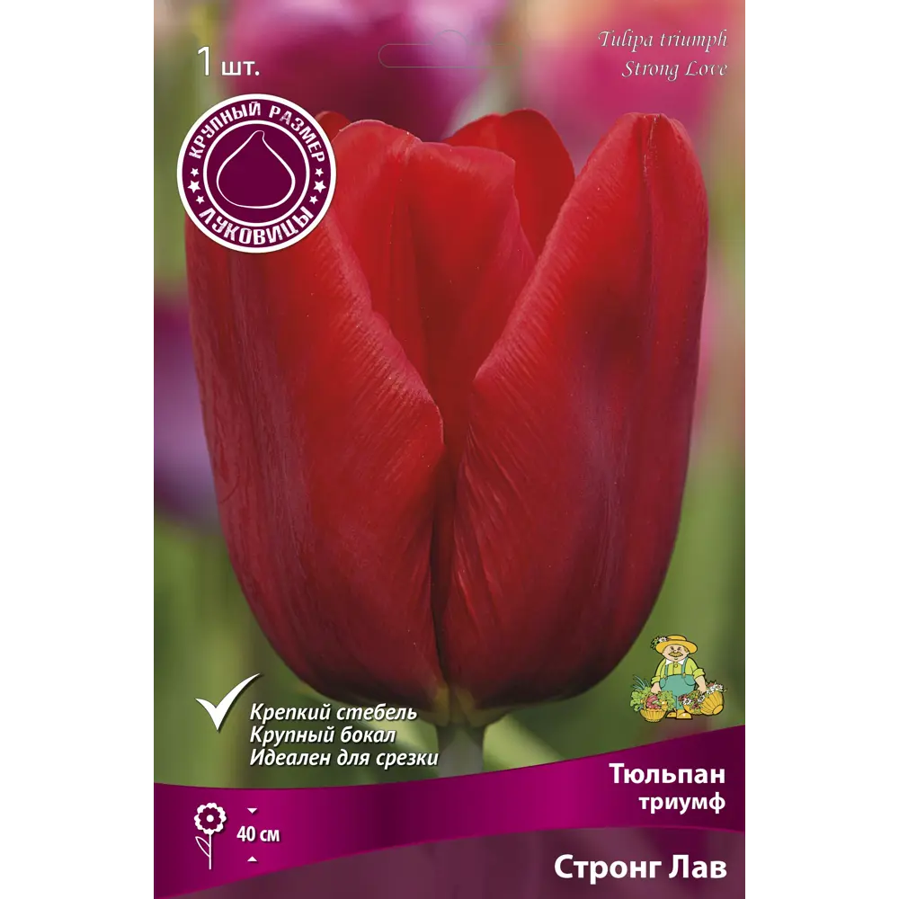 Тюльпан триумф Стронг Лав 88663145 STLM-2200048 GEOLIA 
