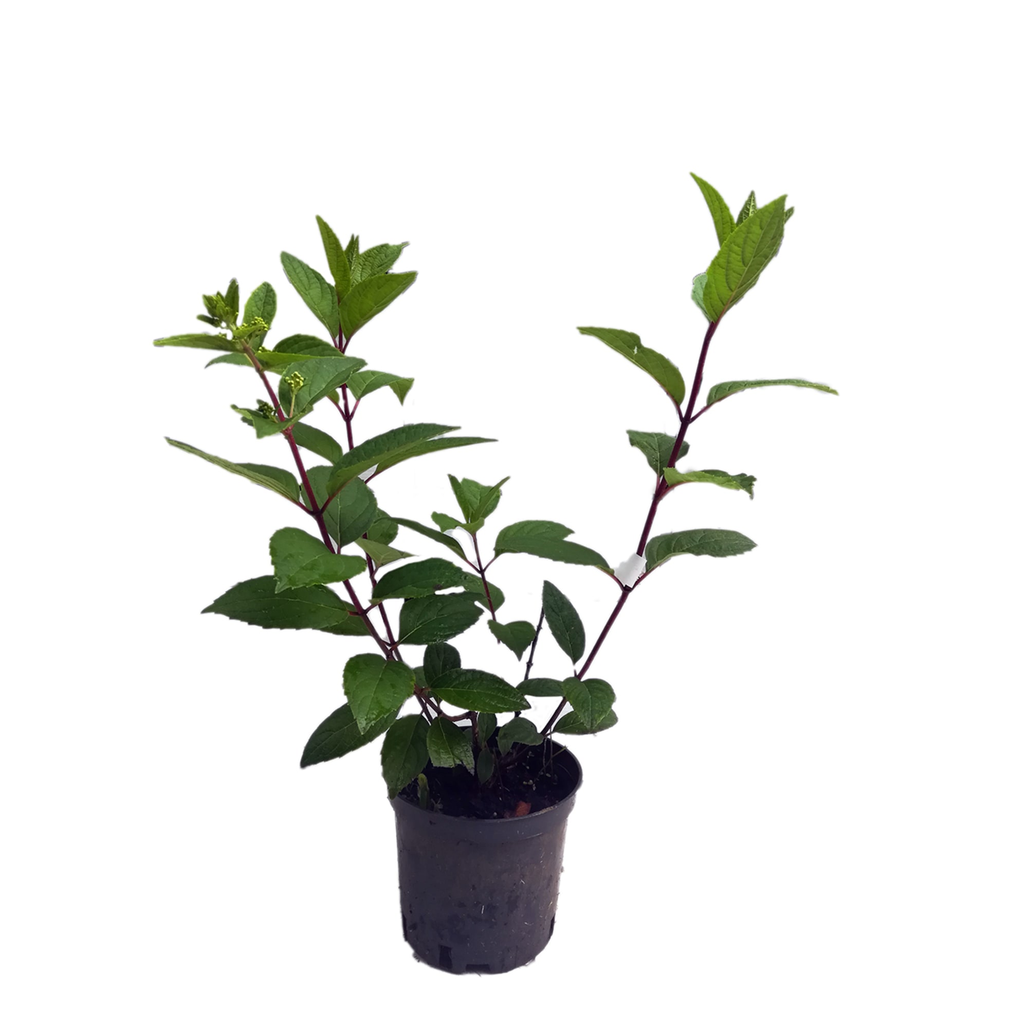 85922137 Гортензия метельчатая Summer Love ø15 h35 см Santreyd 