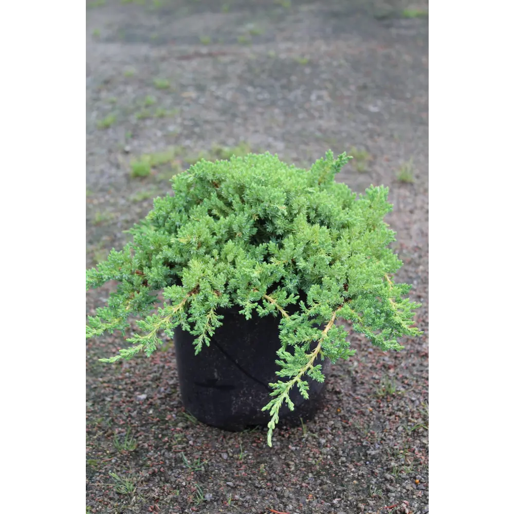Можжевельник лежачий Нана ø17 h25 - 35 см 87691115 STLM-2121026 PLANTMARKET 