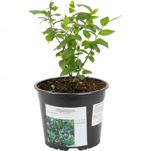 82585404 Голубика высокорослая «Эрлиблю» 17x30 см