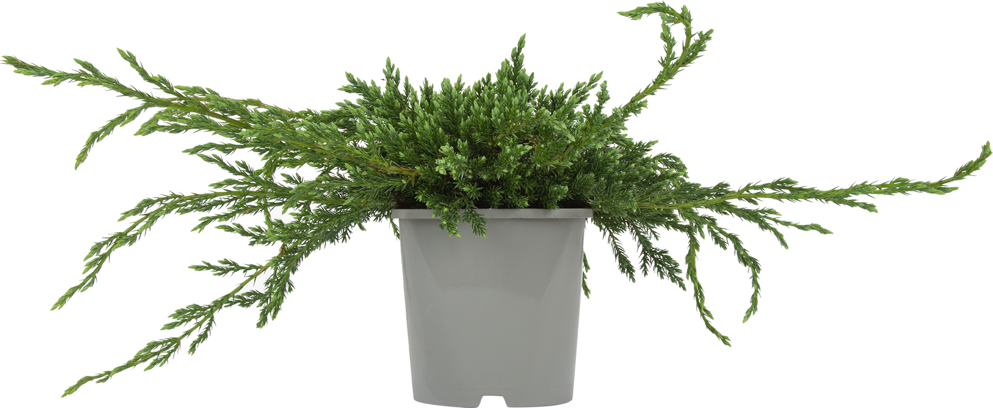 Можжевельник Блю Карпет Santreyd - стелющийся хвойный кустарник для ландшафта 82621052 STLM-0031967 - Вид №1