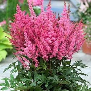 Santreyd Астильба Юник Пинк - розовое облако для тенистого сада 85324875