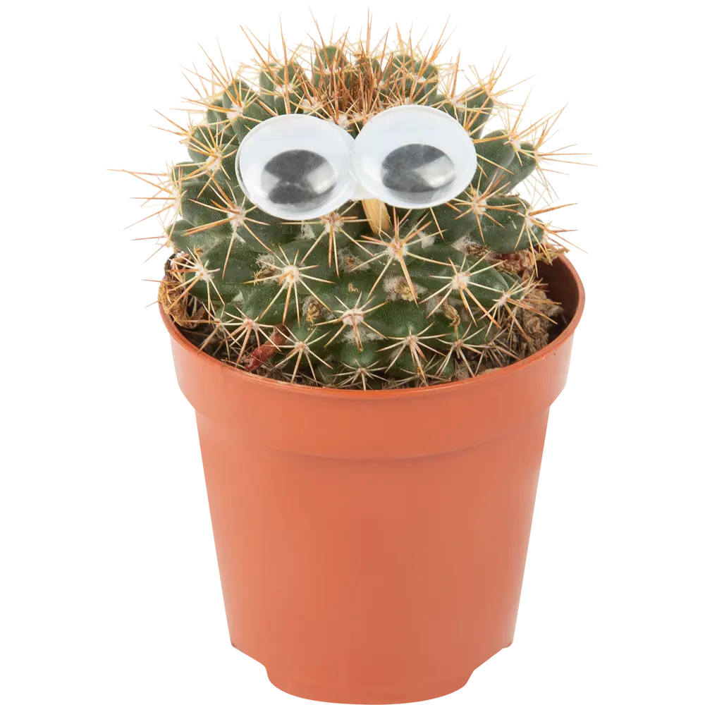 Кактус микс Santreyd с декоративными глазами - живой акцент интерьера 85062779 STLM-0058113