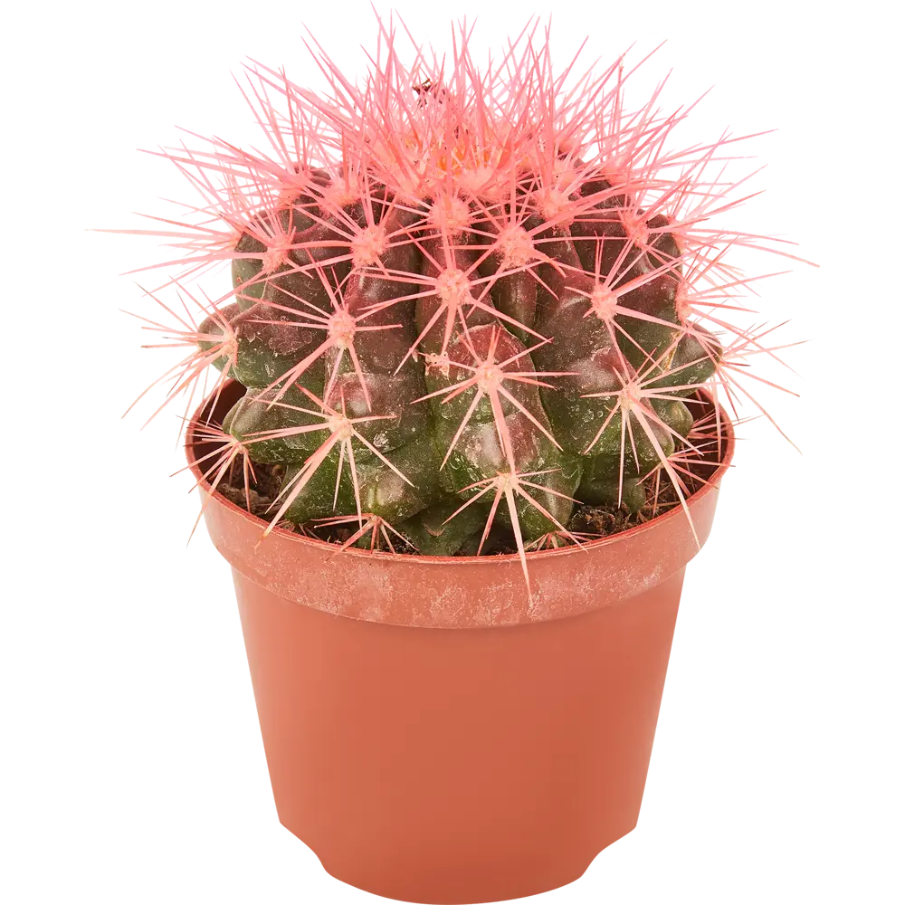 Santreyd Эхинокактус Радуга - живой шар с золотистыми шипами 83985983 STLM-0045813