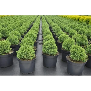 Ель сизая Альберта Глоуб ø14 h35 см