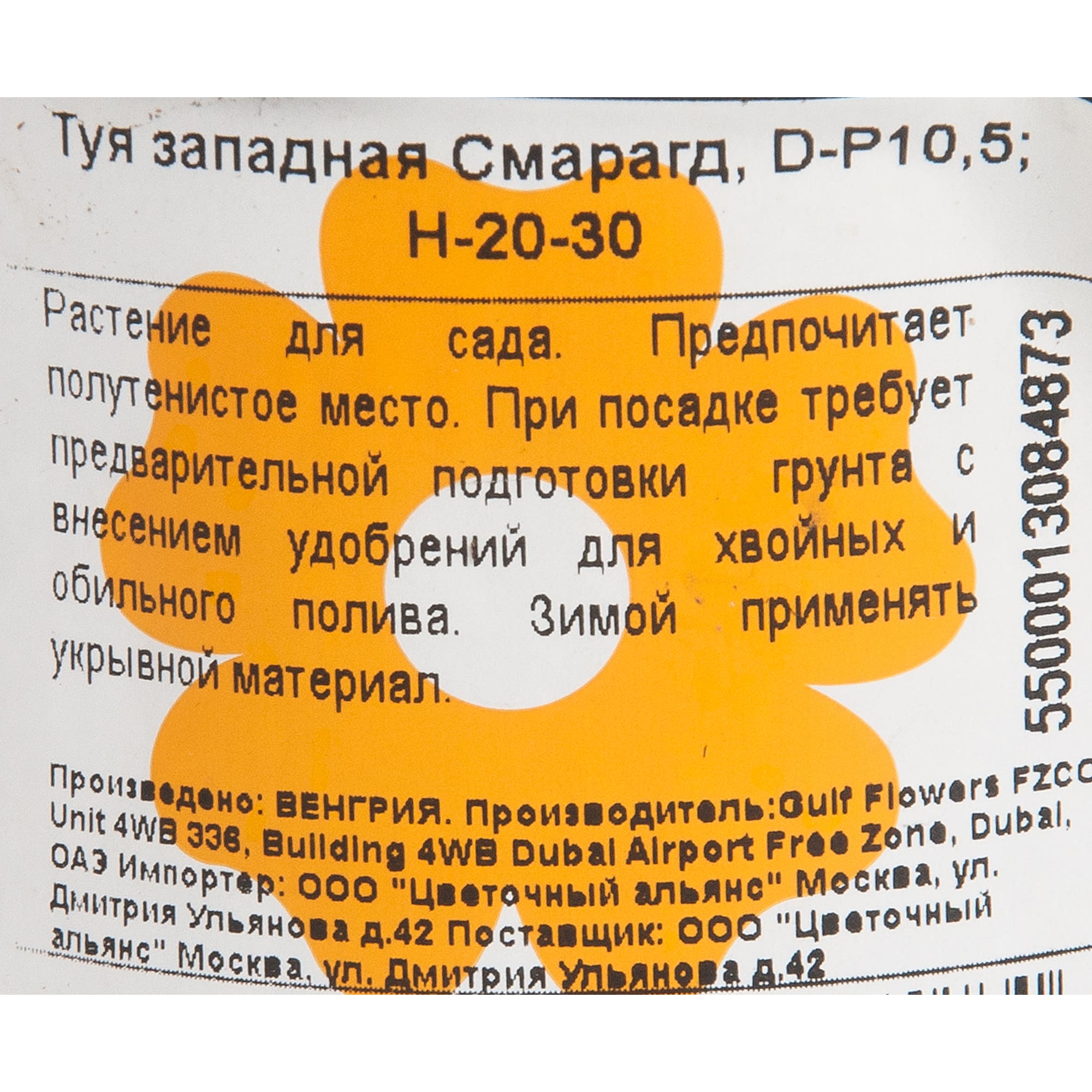 82176353 Туя западная «Голден Смарагд» 5-7.5 л 50-70 см Santreyd  - Вид №2