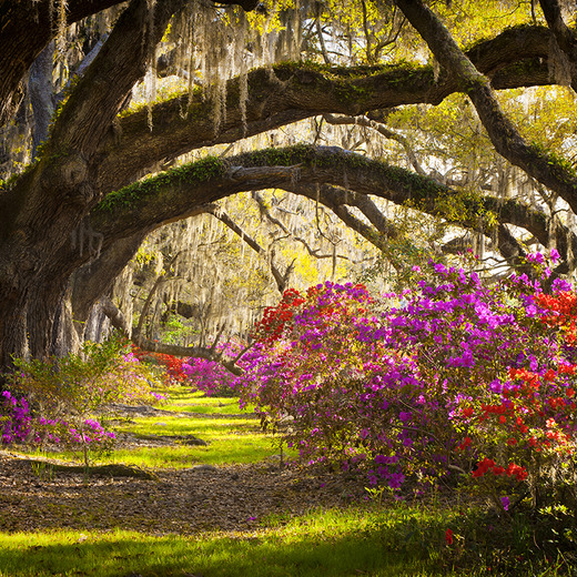 D1-065 Фотообои DIVINO Collection D 2.7х м D1065