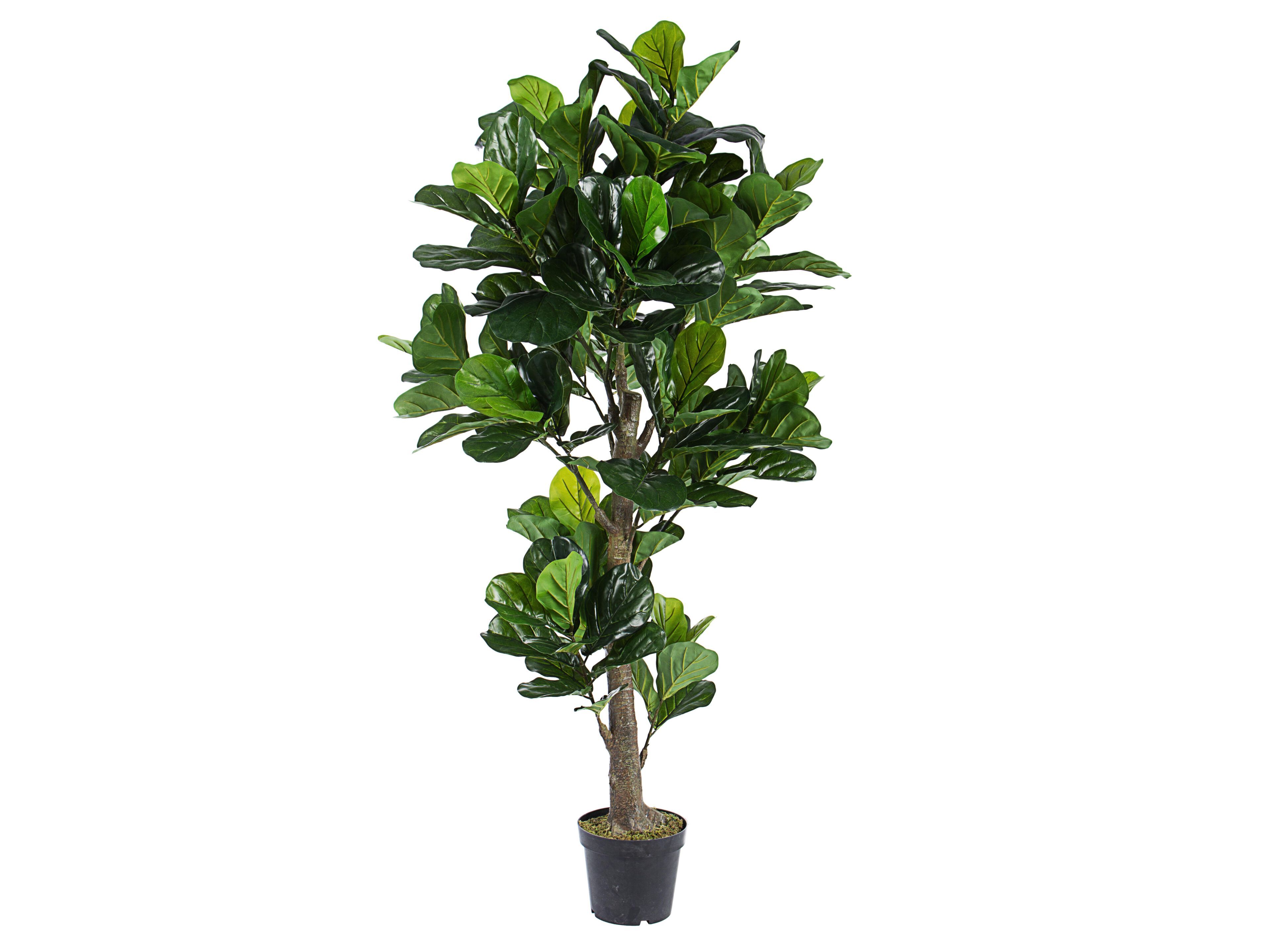 Искусственное растение BIZZOTTO FICUS LYRATA H190 ARCH-00112170
