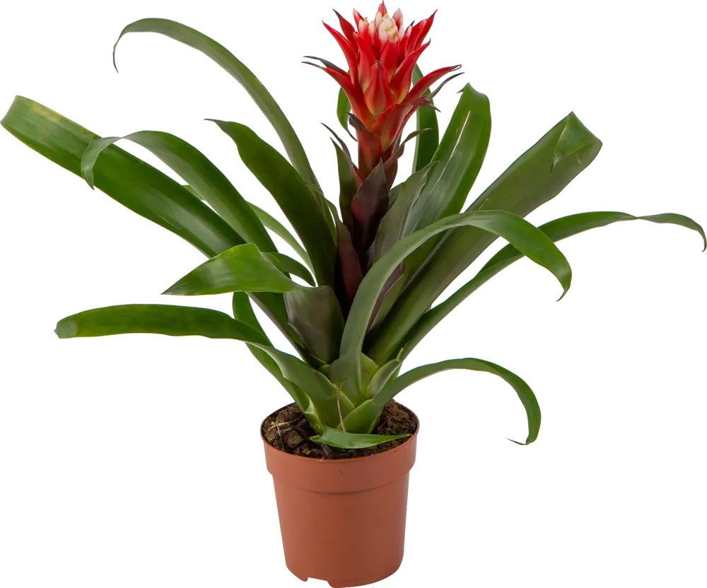 Santreyd Гузмания Минор Рондо — яркий акцент для вашего интерьера 82399670