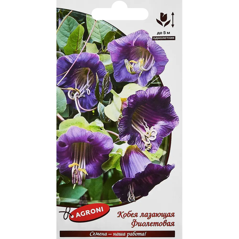 Семена цветов Agroni кобея лазающая фиолетовая STLM-2062979