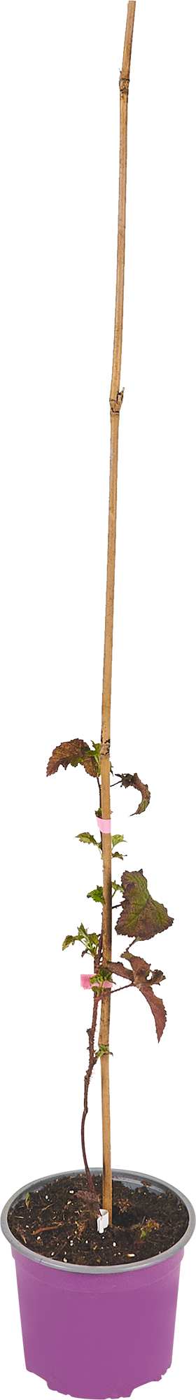 Ежемалина Микс Santreyd - саженец гибрида малины и ежевики 85325571 STLM-0061645 - Вид №1