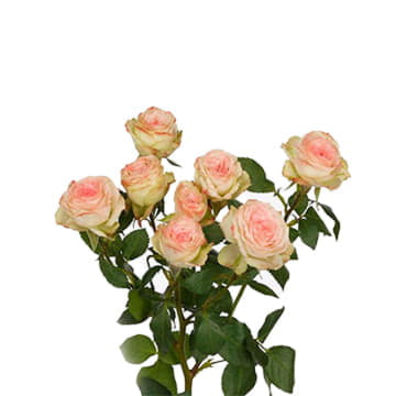 Роза тр арти 70 см Santreyd 24678