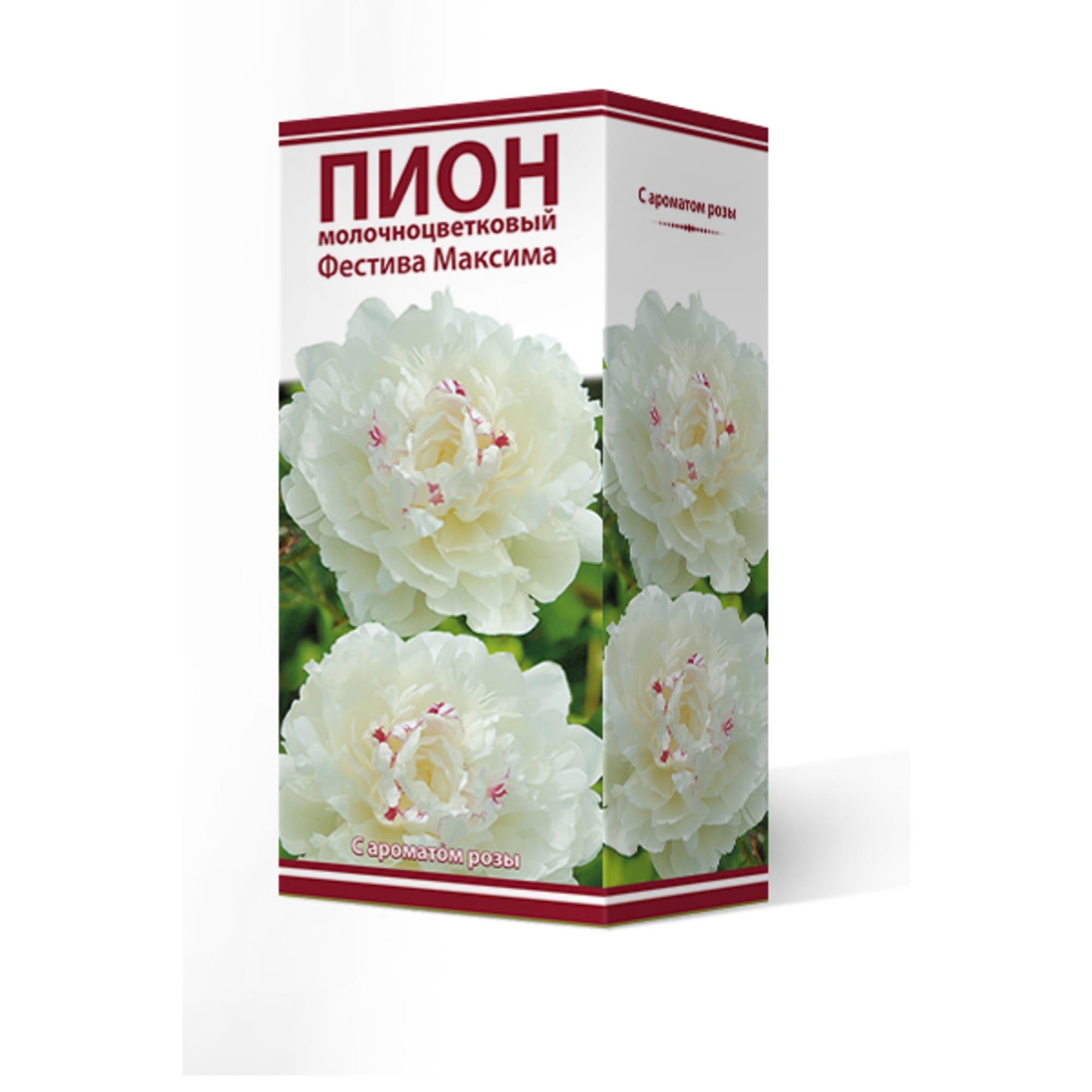 88294988 Пион молочноцветковый Фестива максима разбор 2-3 Santreyd 