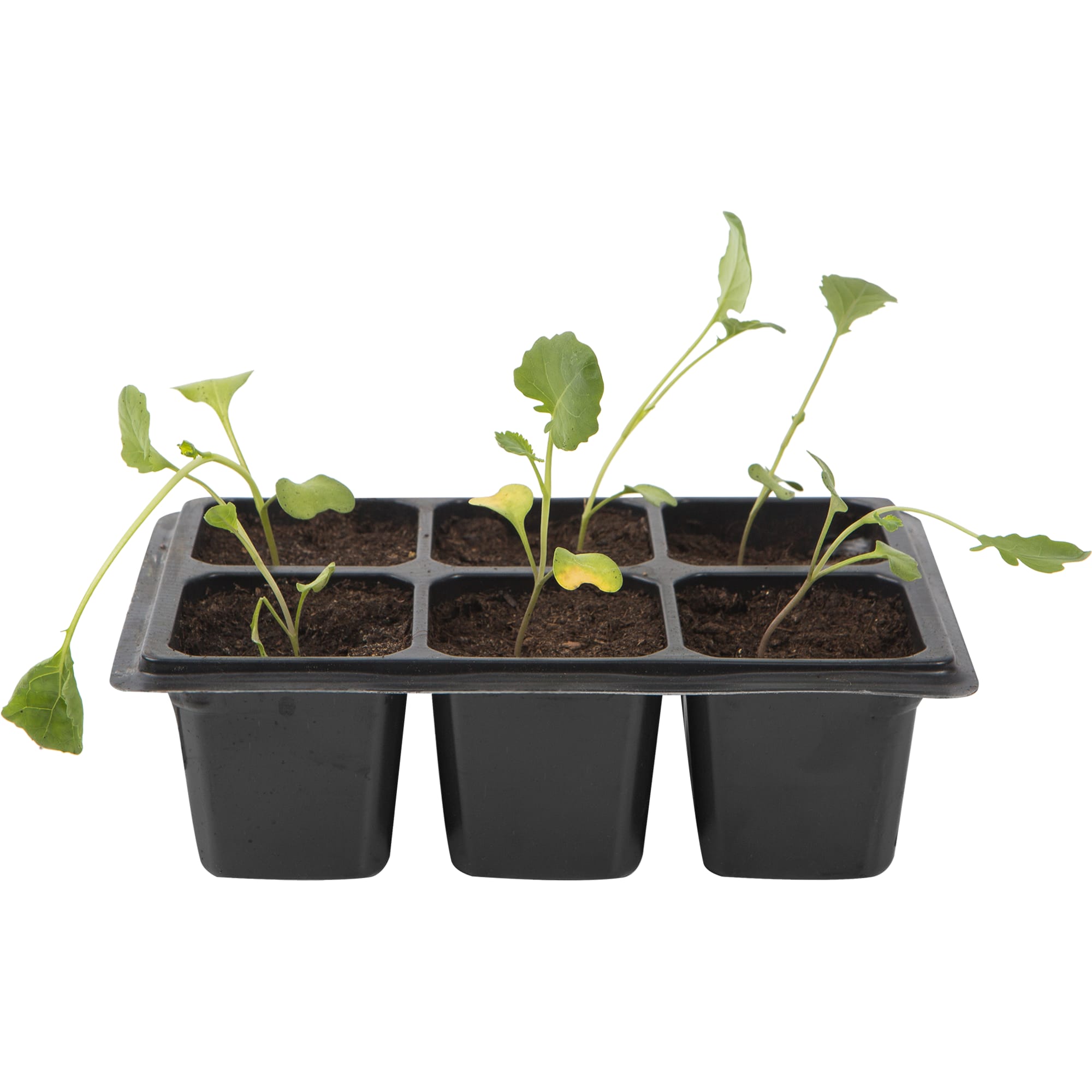 82585469 Капуста брокколи в кассете, 6 шт Santreyd  - Вид №2