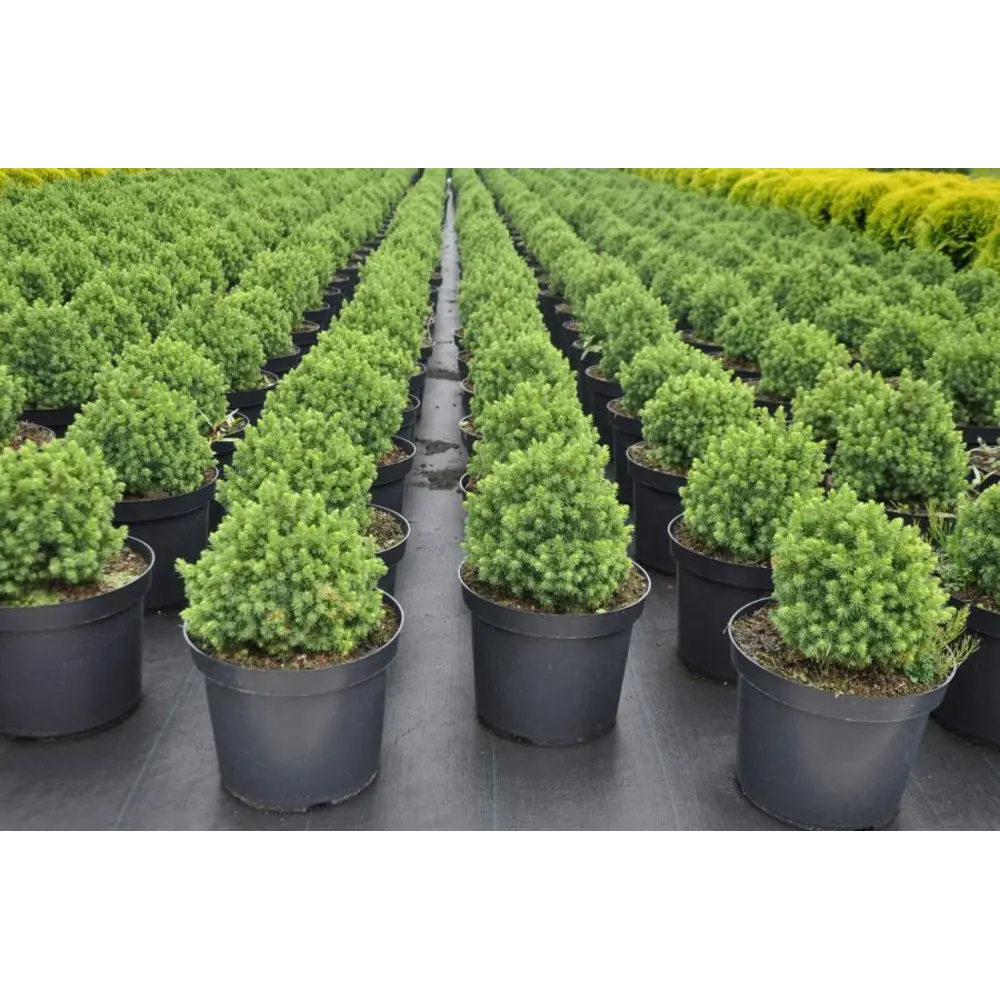 Ель сизая Альберта Глоуб ø14 h35 см PLANTMARKET STLM-2028557