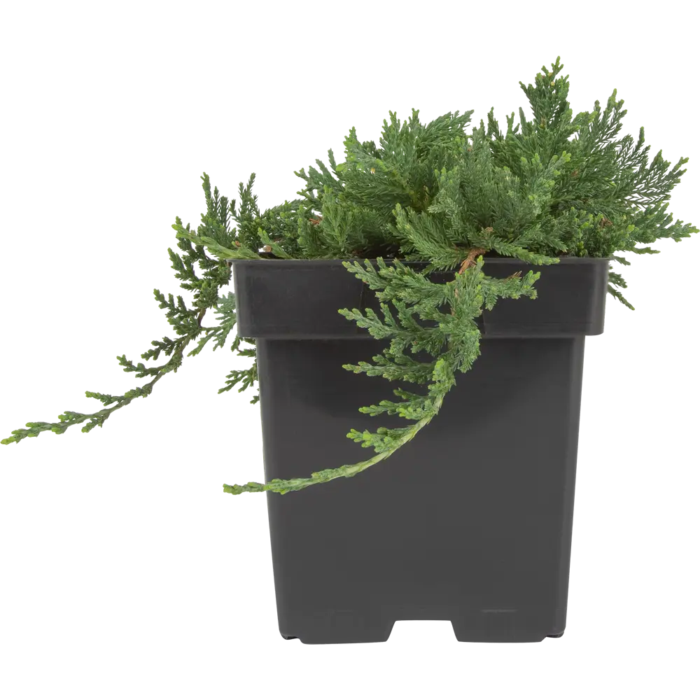 Можжевельник горизонтальный Вилтони ø15 h35 см PLANTMARKET STLM-2006094 - Вид №1