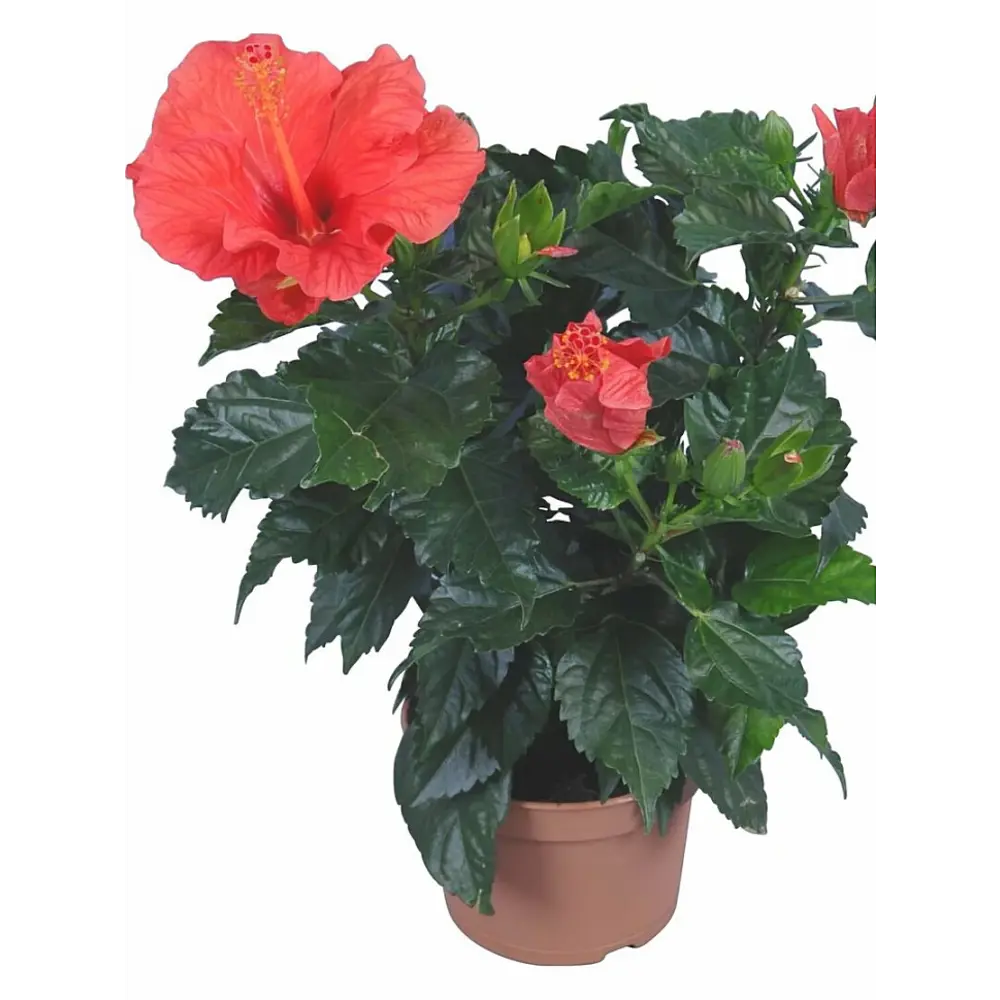 Гибискус садовый Santreyd - пышное цветение с лета до осени 89394837 STLM-1475281