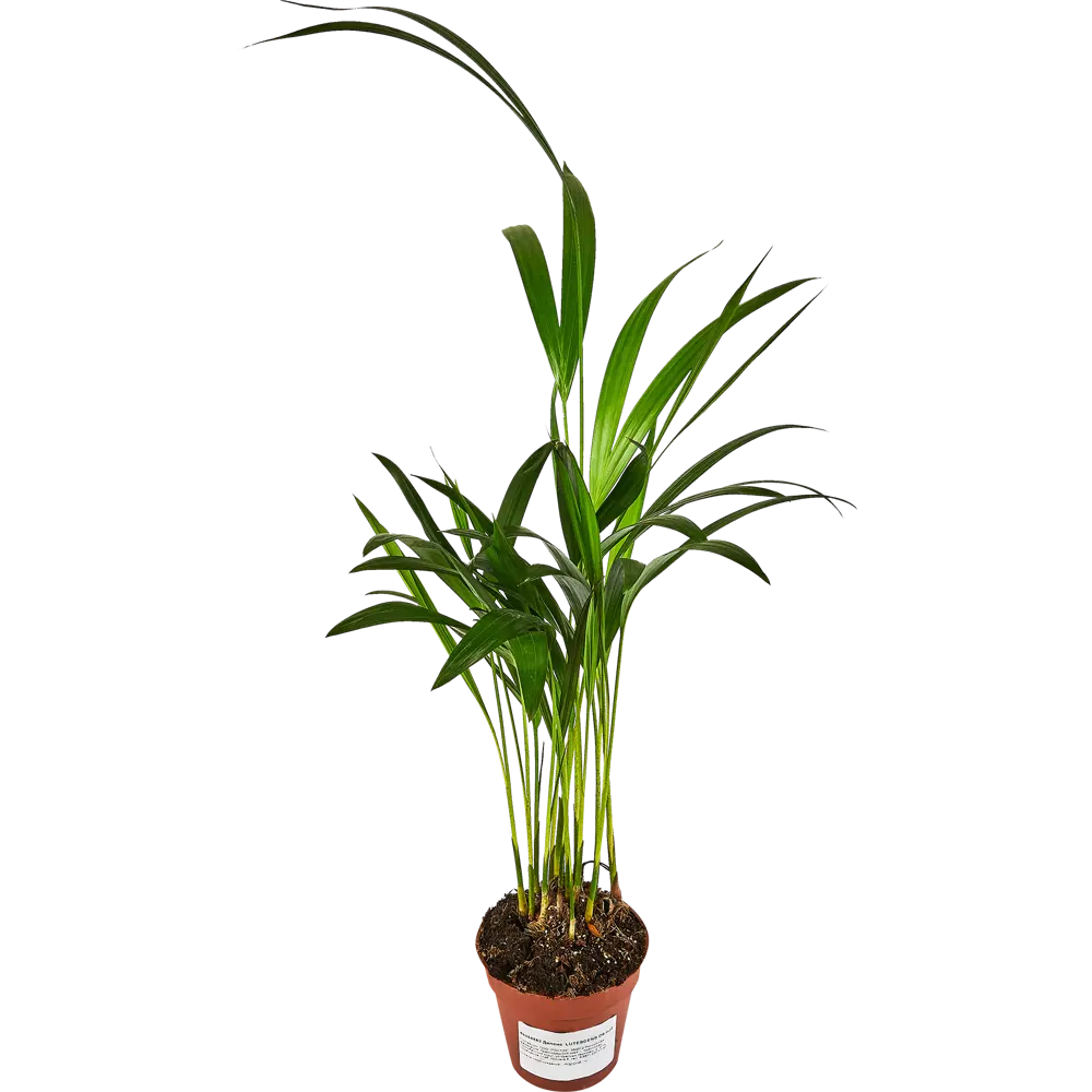 Дипсис Лютесценс от Santreyd — элегантная пальма для вашего интерьера 89354583 STLM-0950088 - Вид №1