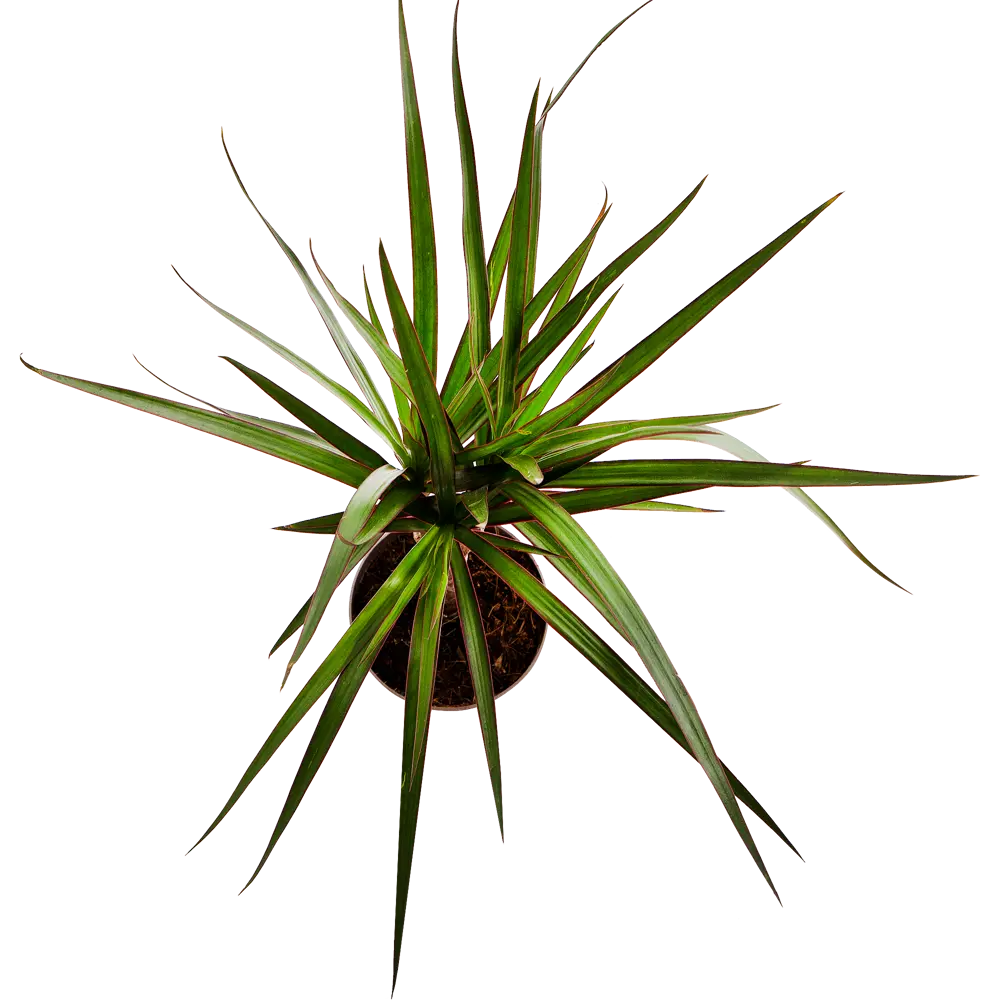 Santreyd Драцена Маргината — изящное комнатное дерево с красной каймой 14750460 STLM-0005093 - Вид №1