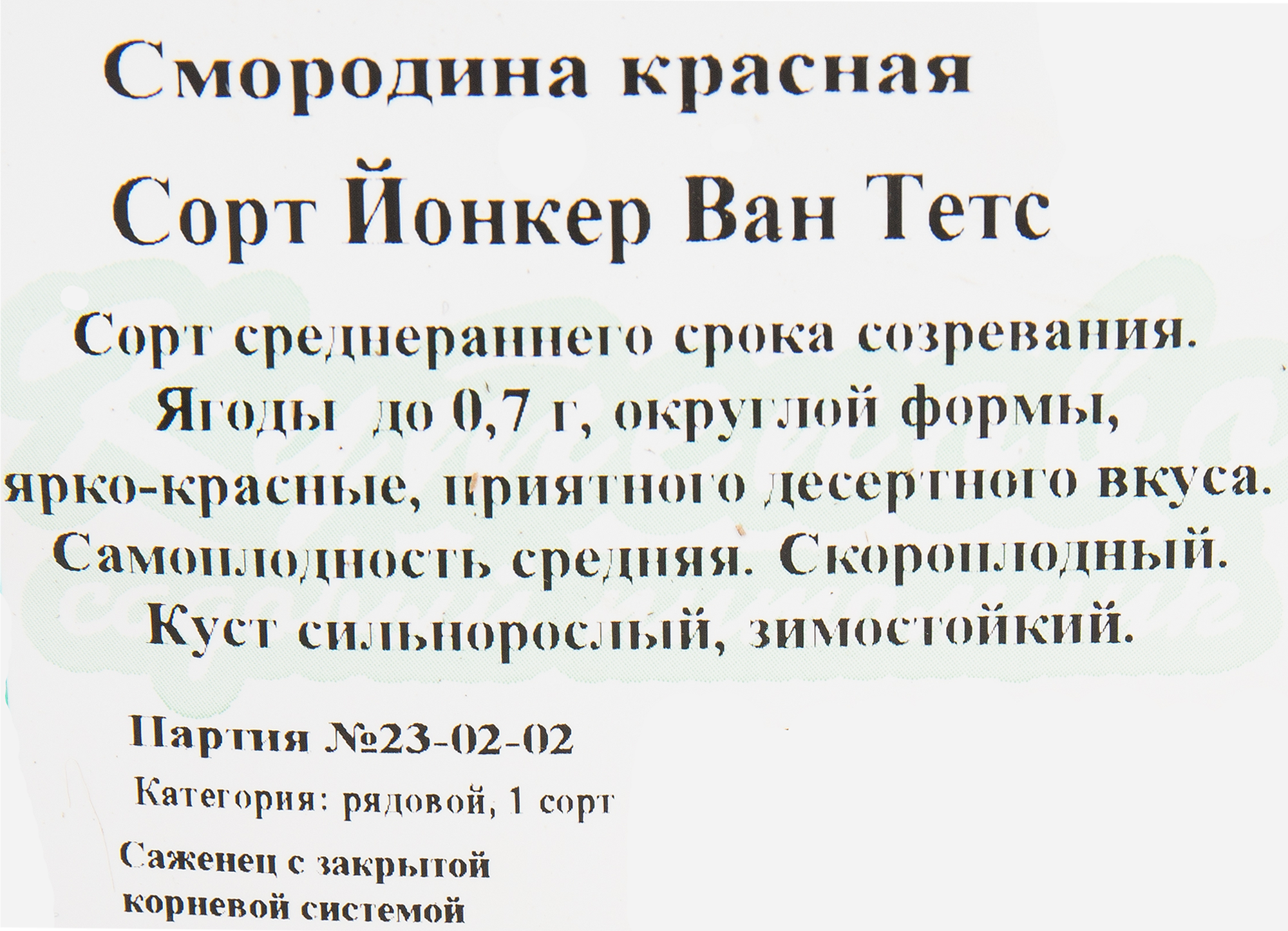Саженец красной смородины Йонкер ван Тетс 82597126 Santreyd STLM-0031010 - Вид №1
