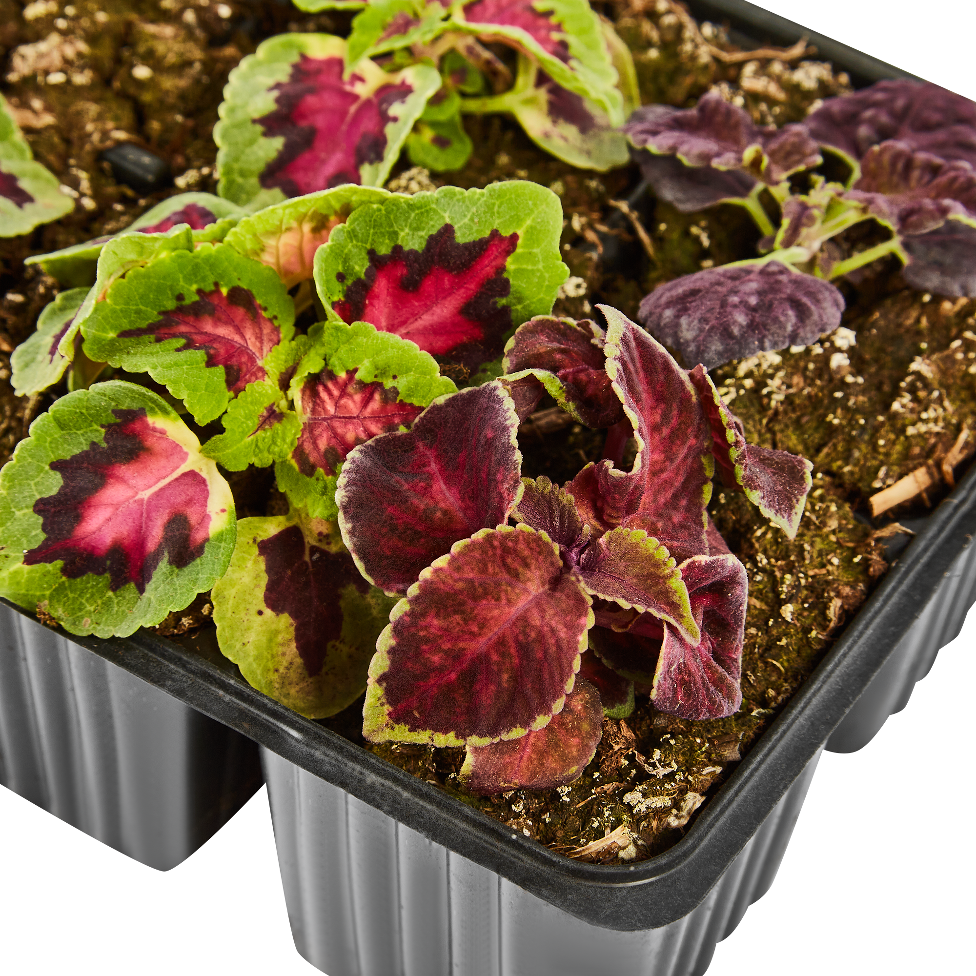 Колеус микс Santreyd - декоративный саженец для яркого сада 82625819 STLM-0032255 - Вид №2