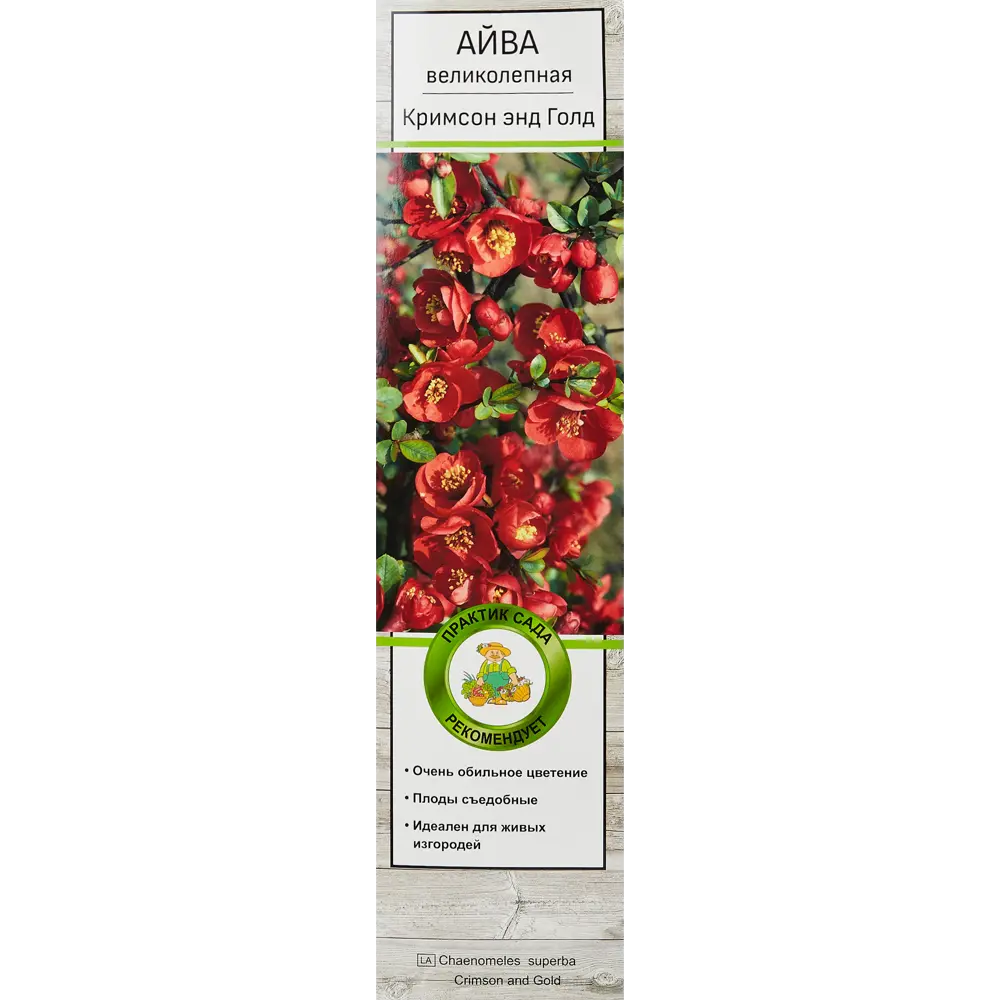 Айва великолепная Кримсон энд Голд h40 см 86544062 STLM-2053307 Santreyd 