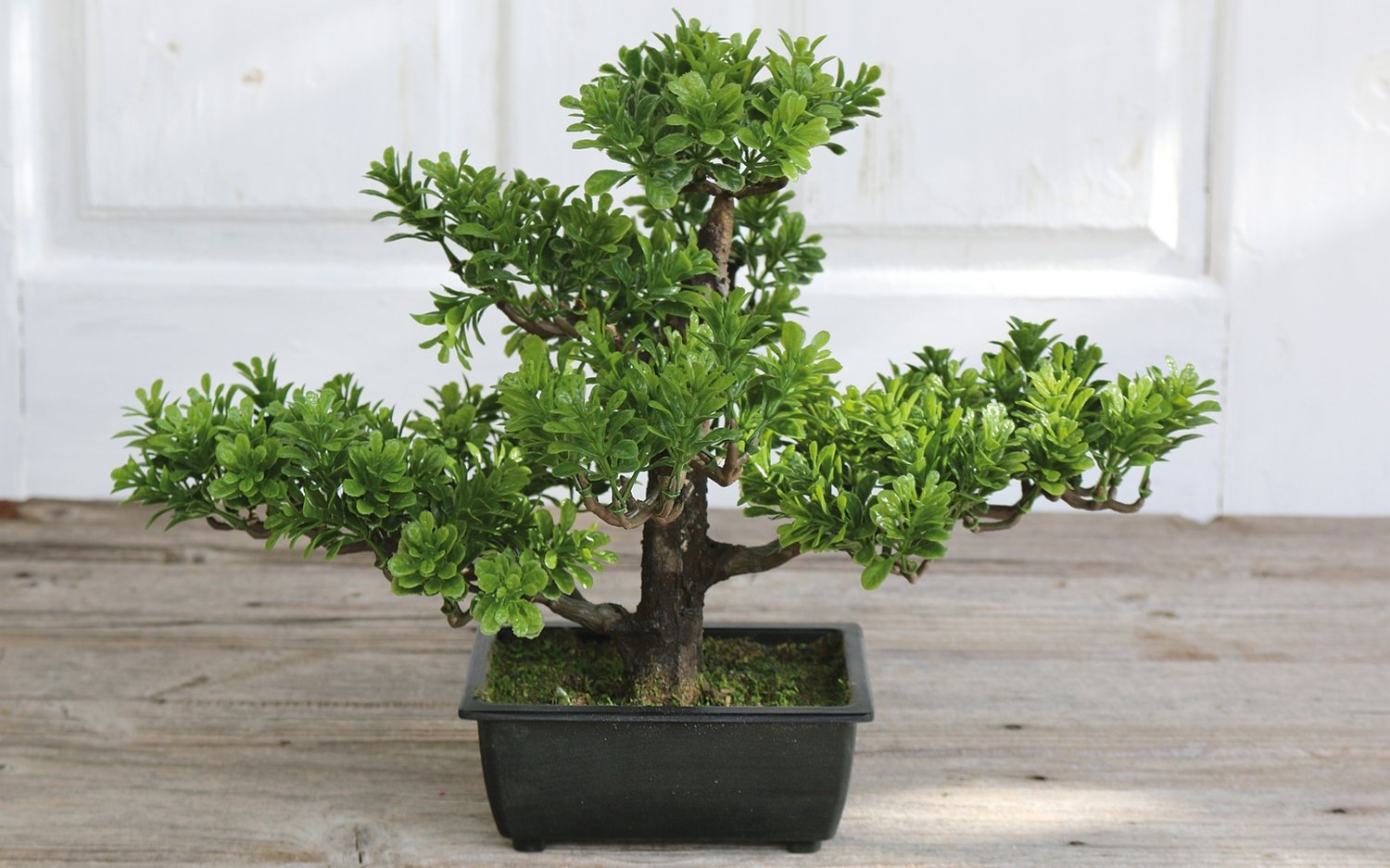 5921 883 a3 Имитация самшита бонсай, горшечная, 30 см, зеленая H-andreas  - Вид №1