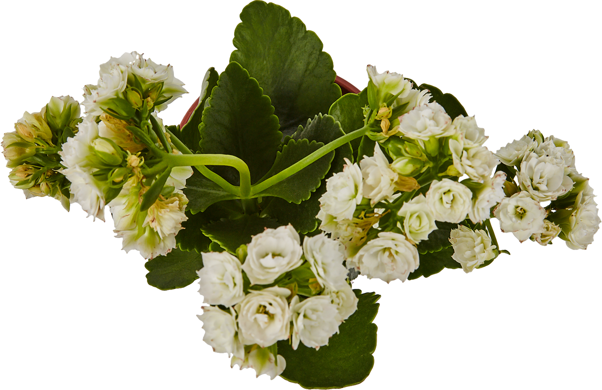 Каланхоэ Santreyd - цветущий суккулент с пышными соцветиями 82390082 STLM-0026222 - Вид №1