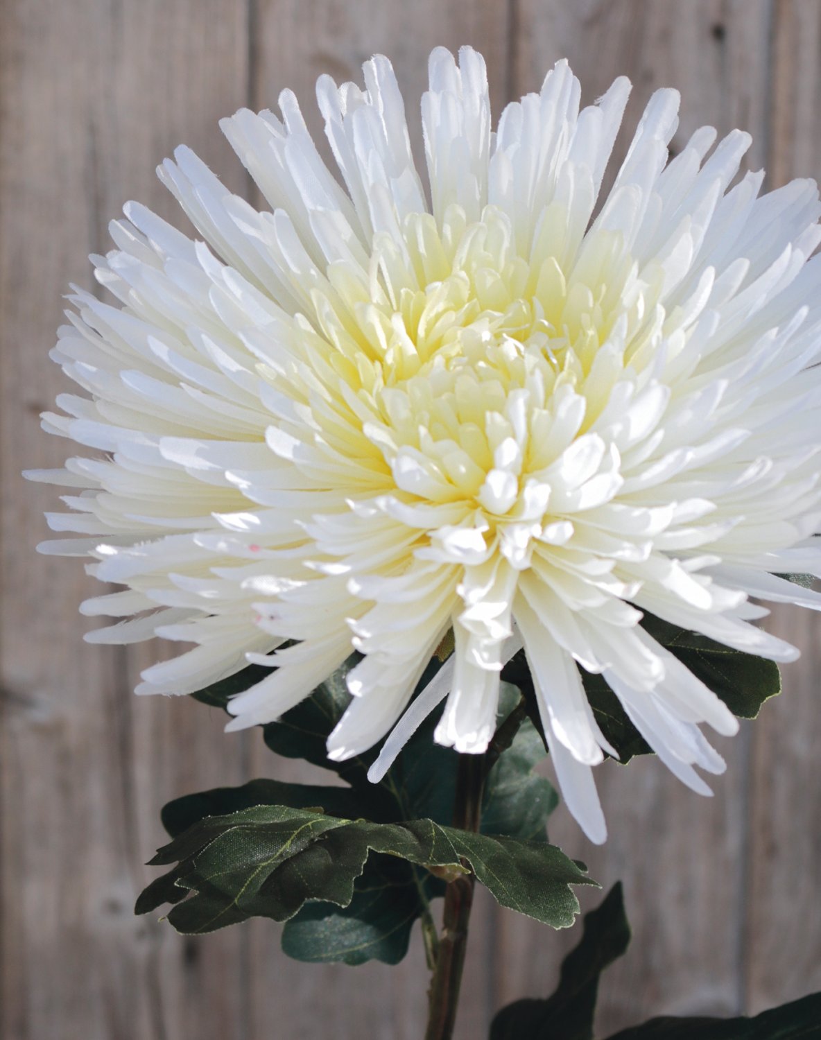 3427 778 a3 Хризантема искусственная, 88 см, бежево-белая H-andreas  - Вид №4