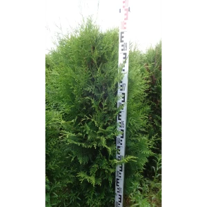 Туя западная «Брабант» C25 100-120 см