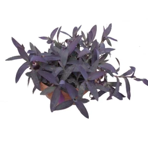 Santreyd Сеткреазия — ампельное чудо с фиолетовыми листьями 89394873