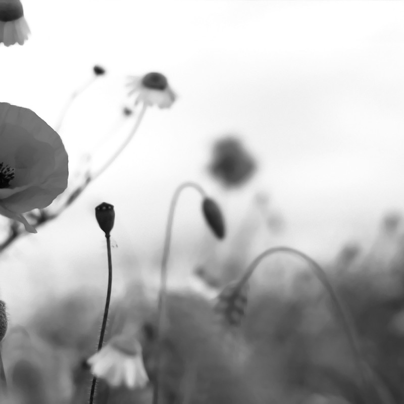 1459/CX38 Картина 1459 Adriani e Rossi 