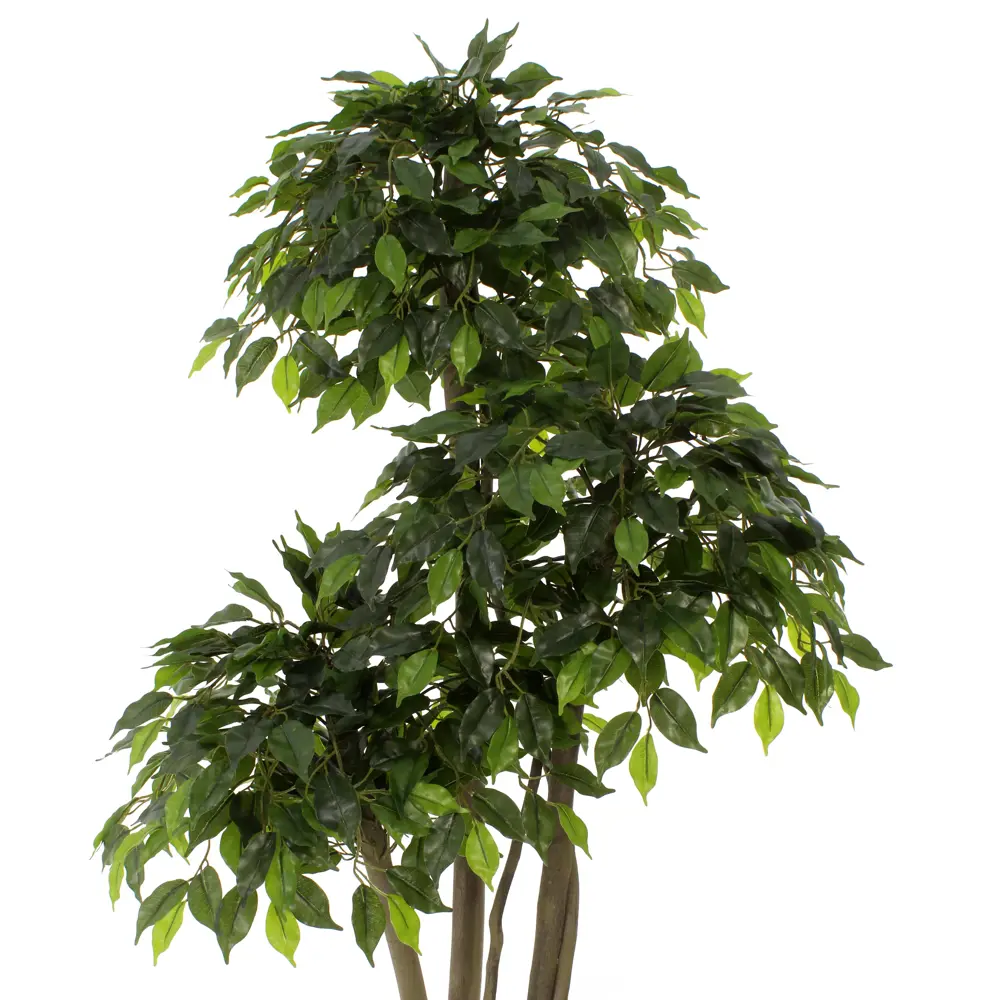 Фикус Элиот Лайт ø21 h150 см Santreyd STLM-2013802 - Вид №1