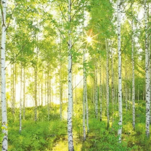 8NW-519-Sunday Фотообои Komar National Geographic 2.54х3.68 м