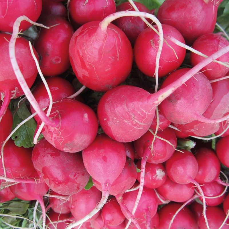 1289/CX38 Картина 1289 Adriani e Rossi 