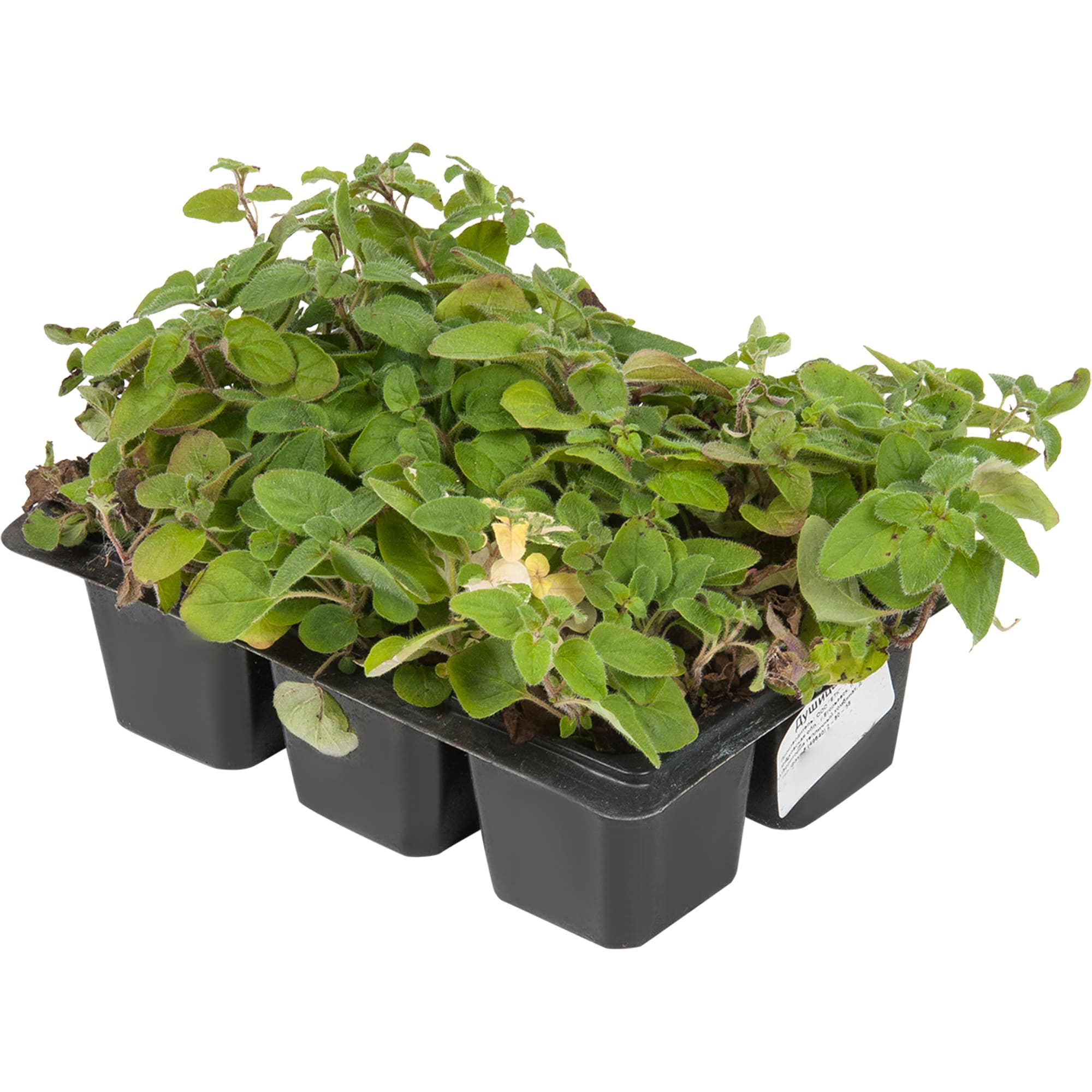 82585466 Душица в кассете, 6 шт Santreyd  - Вид №1