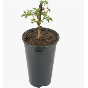 Саженец пиона микс многолетнего для сада 89421593