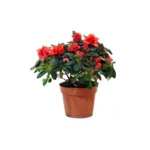 Азалия Сахестерн ø14 h30 см 89373467 STLM-2031813
