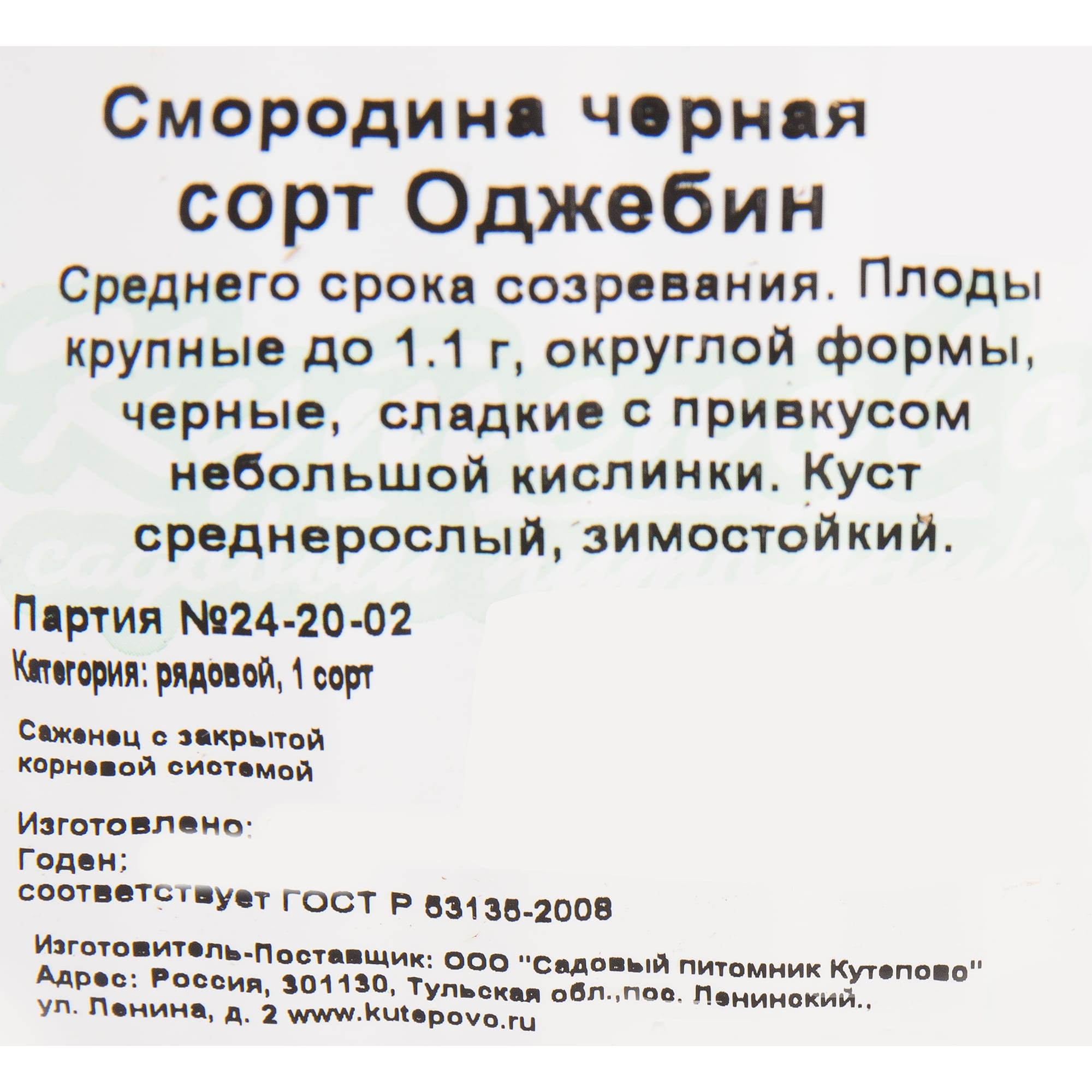 82597125 Смородина чёрная «Оджебин» C2 высота 40 см Santreyd  - Вид №1