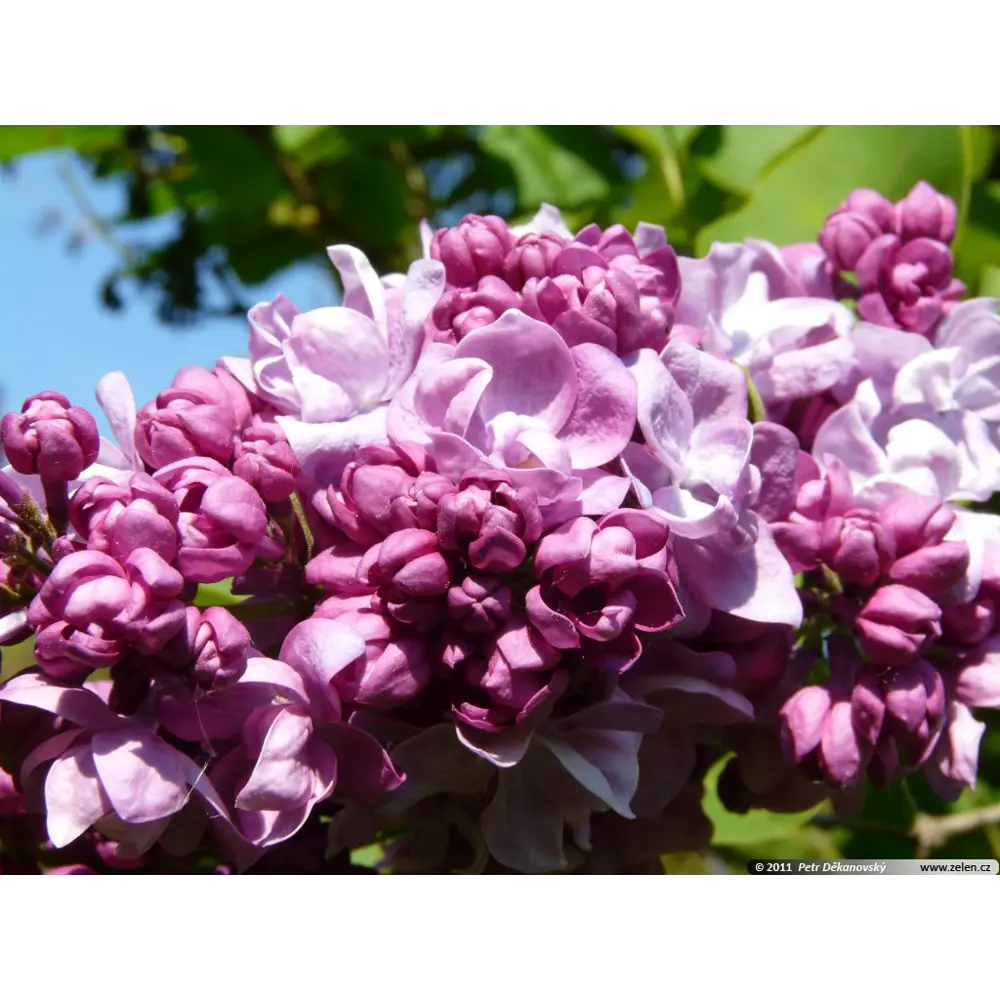 Сирень Катерина Хавемейер h30-40 см 85320139 STLM-2150376 Santreyd 