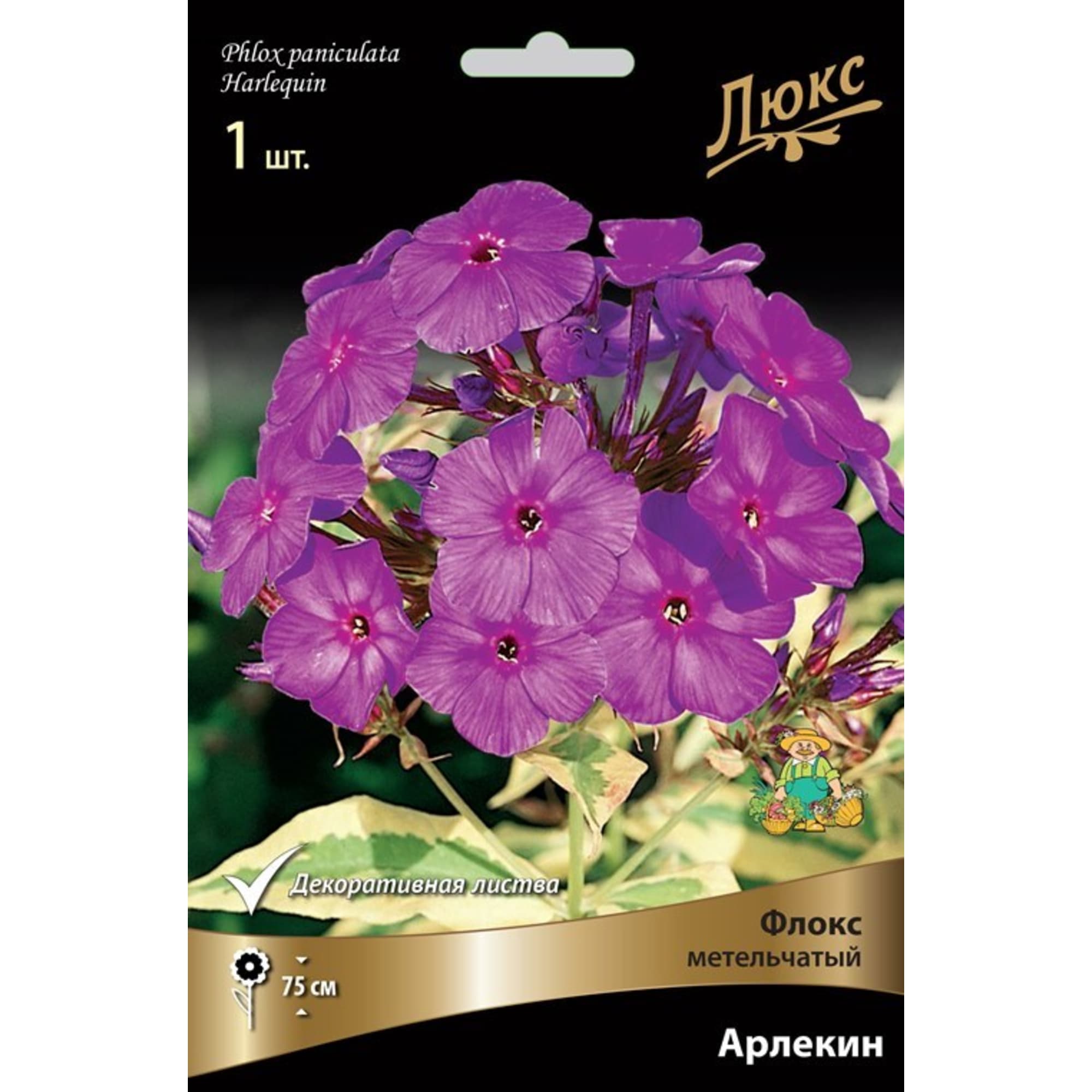 83600056 Флокс метельчатый Арлекин луковица I Santreyd 