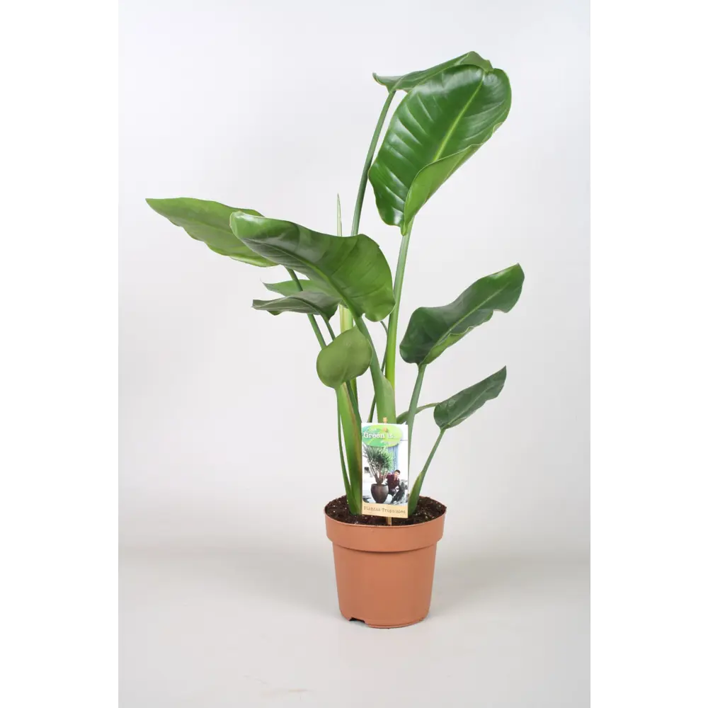 Стрелиция Николая Santreyd - комнатное растение для создания тропической атмосферы 89400420 STLM-1356731