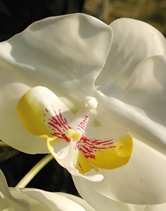2832 778 a3 Пластиковая орхидея Phalaenopsis, горшечная, 100 см, real touch, бежево-белая H-andreas