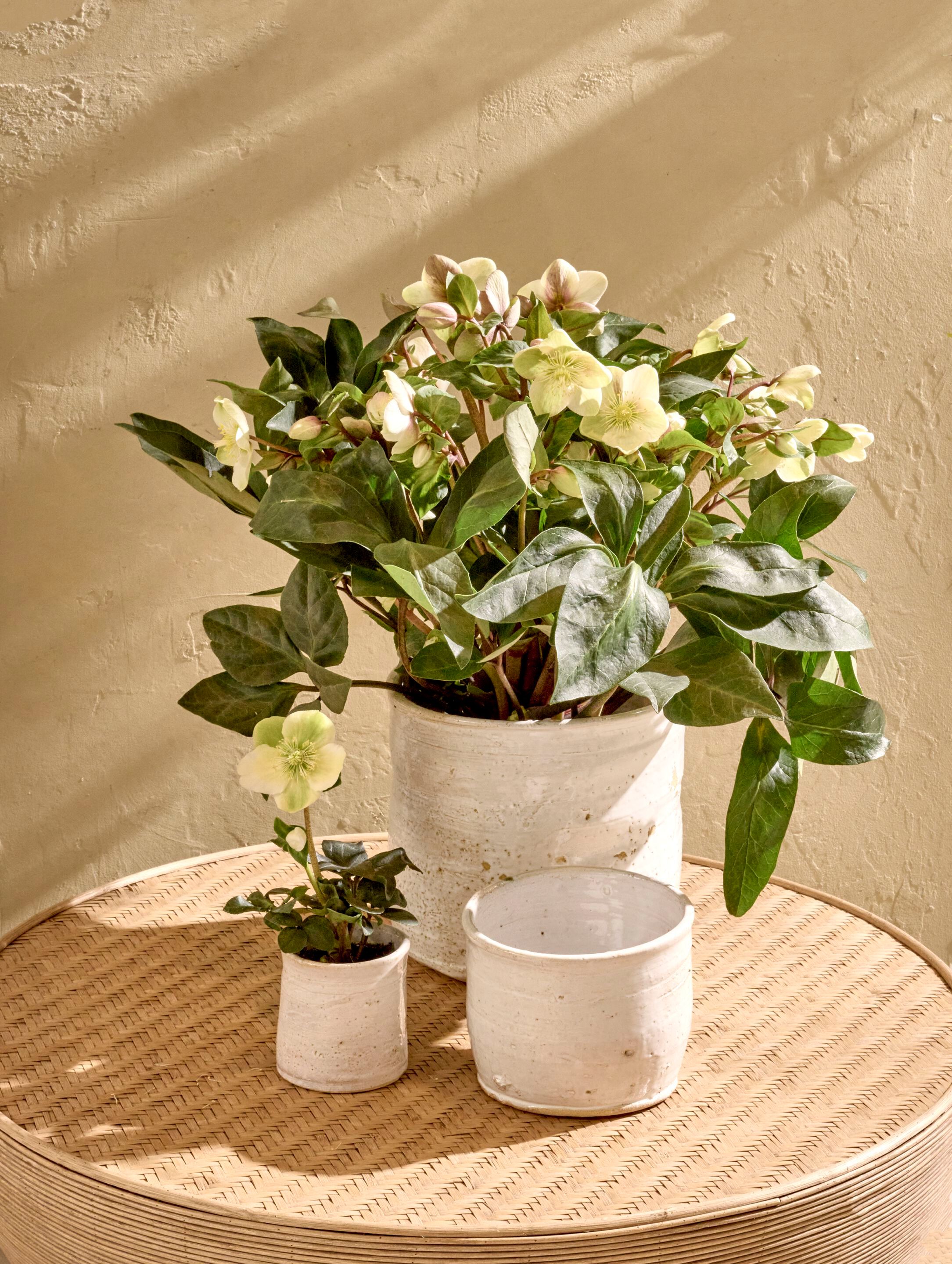 Круглая глиняная ваза POMAX Azahara ARCH-00018660