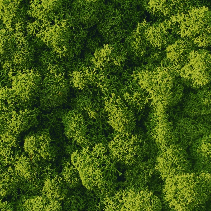 VER001 Лишайник Adriani e Rossi 01 Мох светло-зеленый  - Вид №3