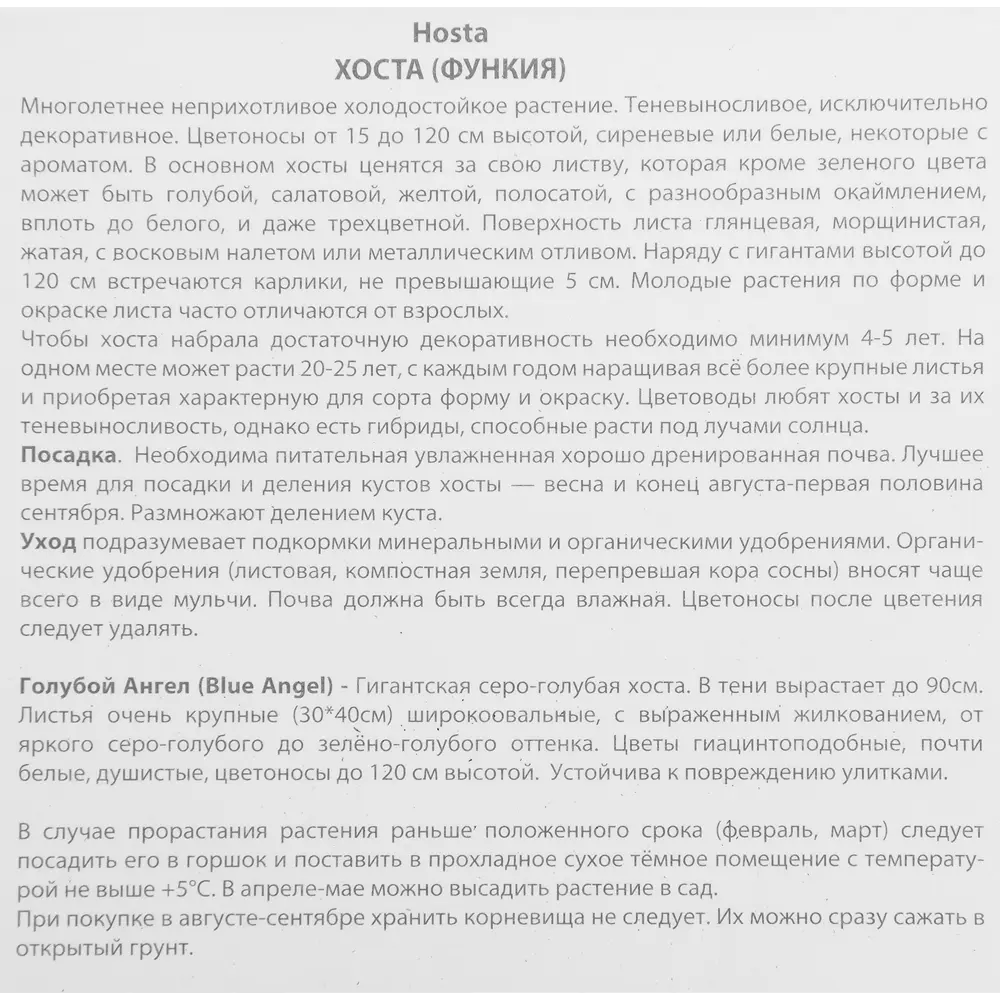 ПОИСК Хоста Блу Энджел - изысканное теневыносливое растение 85205440 STLM-1565652 - Вид №2