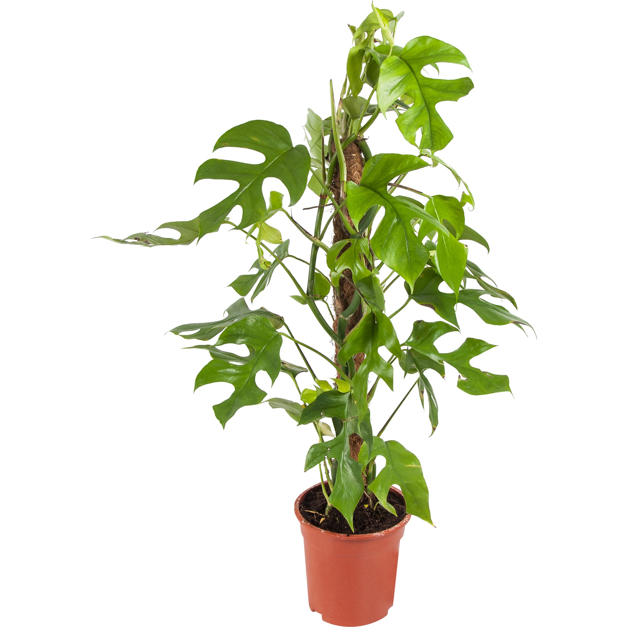 82850370 Монстера 19х80 см Santreyd 