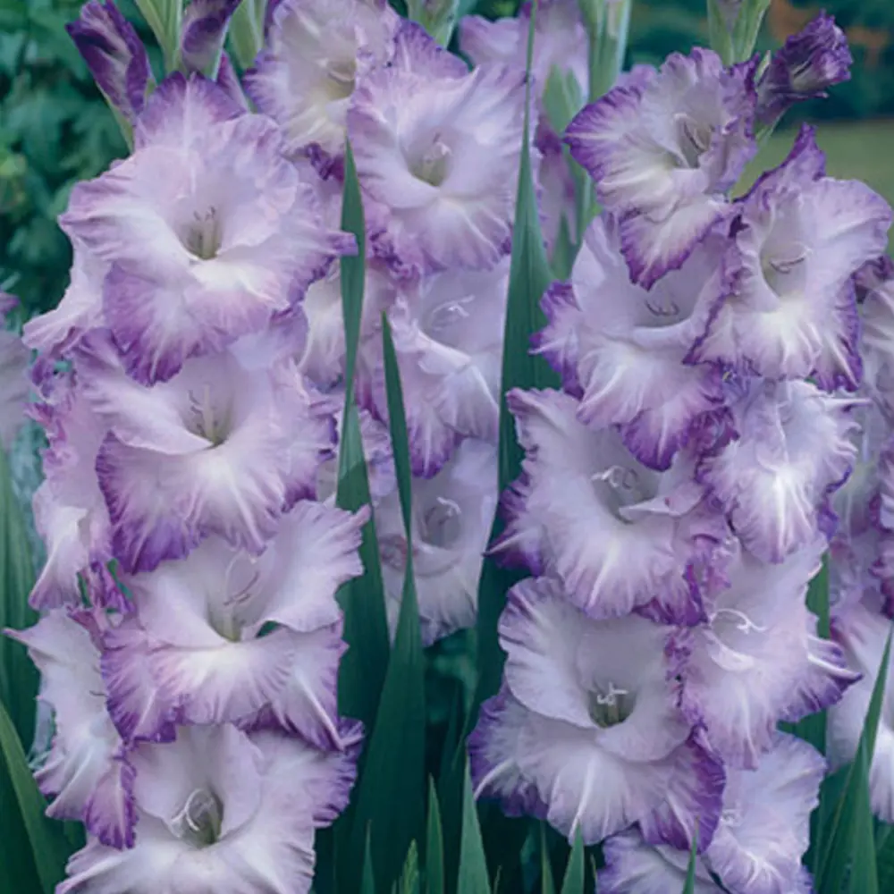 Гладиолус Land O Lakes, 10х12 см GEOLIA STLM-2119955