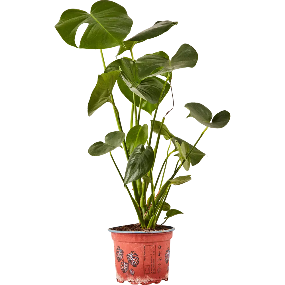 Santreyd Монстера Деликоса - тропическая элегантность в интерьере 87959836 STLM-1380502