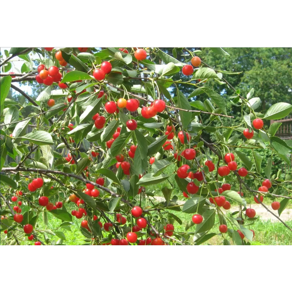 Santreyd Вишня степная - саженец с высокой урожайностью 87811896 STLM-0963470 - Вид №3